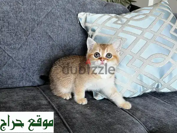 كيتن سكوتش فولد وستريت بيور للبيع | ألوان مميزة وصحة...
