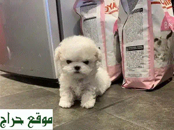 جرو توي بودل Leo للبيع: رفيقك المرح والمدلل بانتظارك!