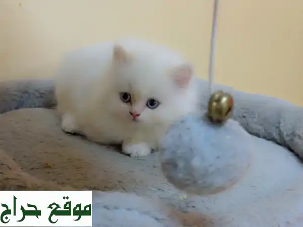 فرصة لا تعوض: قط شيرازي بيور عيون زرقاء مستوى توب للبيع | جمال وأصالة نادرة
