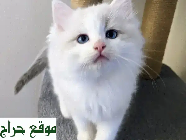 قطط راغدول للبيع: رفقاء الأحلام الأصيلون بضمان...