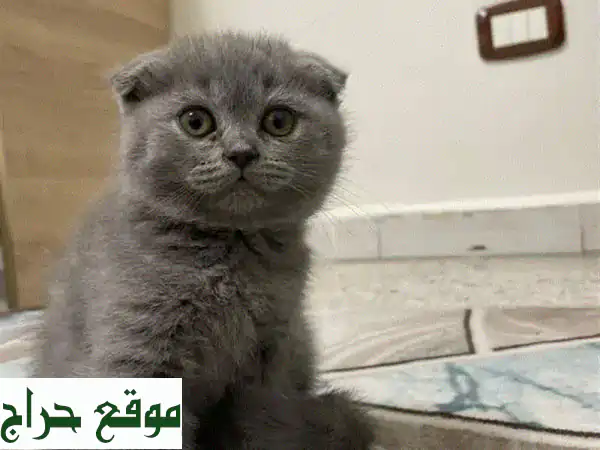 قطط بريطانية وسكوتش فولد للبيع في طرابلس | جرعة...