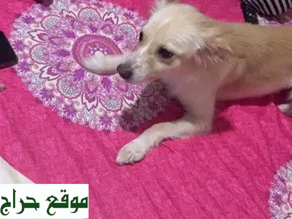 تبنَّى كلبة حنونة ونشيطة (6 سنوات) – رفيقتك...