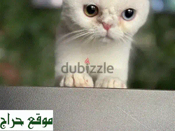 🐾 قط بريطاني قصير الشعر ذكر للبيع | جمال هادئ وصحة مثالية - جاهز لقلبك!