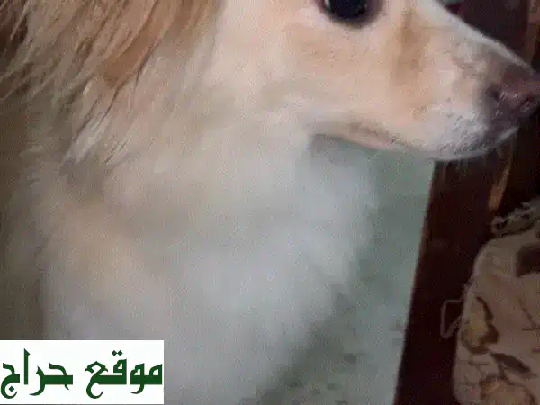 تبنَّى كلبة حنونة ونشيطة (6 سنوات) – رفيقتك الوفية بشخصية فريدة تنتظر منزلك!