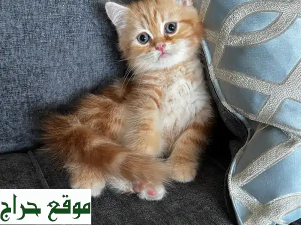 كيتن سكوتش فولد وستريت بيور للبيع | ألوان مميزة وصحة لا مثيل لها | احجز قطتك الآن!