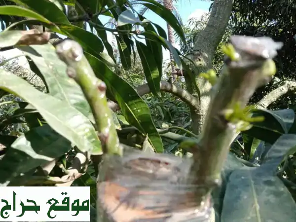 خدمات تطعيم وتقليم أشجار الفاكهة والموالح | فني متخصص وخبرة سنوات