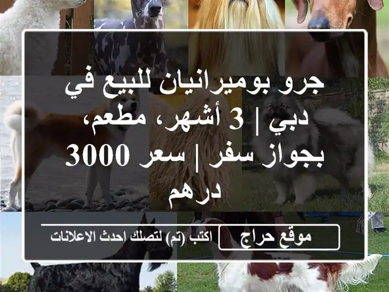 جرو بوميرانيان للبيع في دبي | 3 أشهر، مطعم، بجواز سفر...