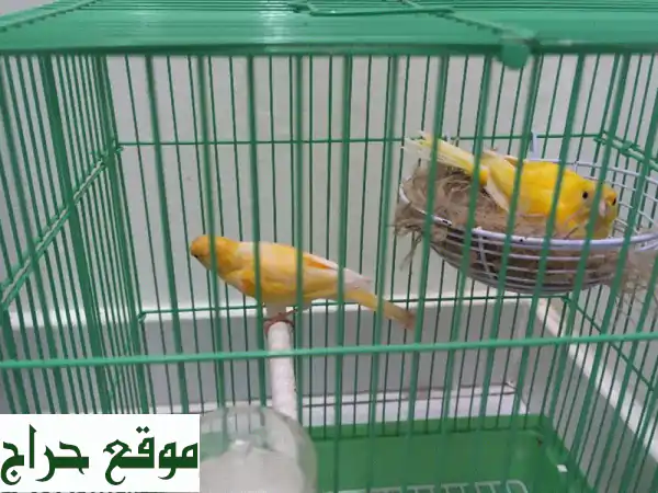 فرصة لا تُعوّض: عائلة كناري ساحرة (زوج وصغارهم)...