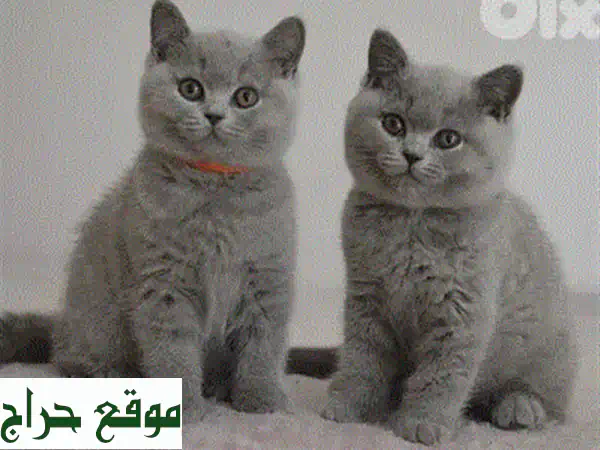 قطط سكوتش فولد أصلية للبيع 🐾 | محصنة ومرحة | توصيل لباب منزلك
