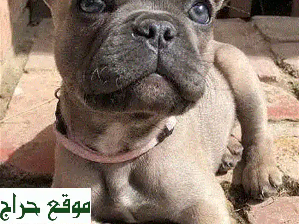 جرو داشهند شوكولاتة وتان مستورد: رفيق عائلتك المثالي (جاهز للتسليم!)