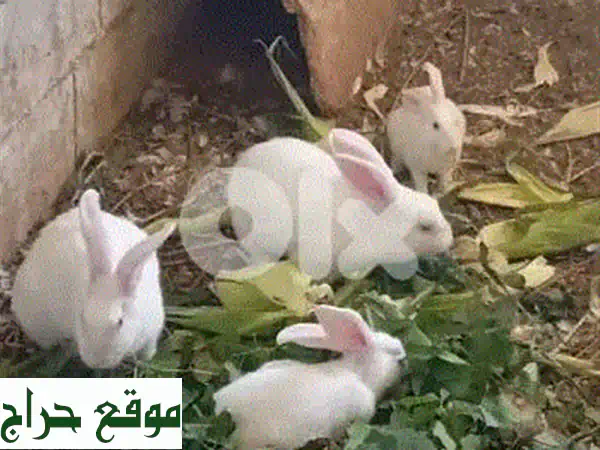 أرانب بيضاء للبيع في البقاع الغربي: جوز أرانب...