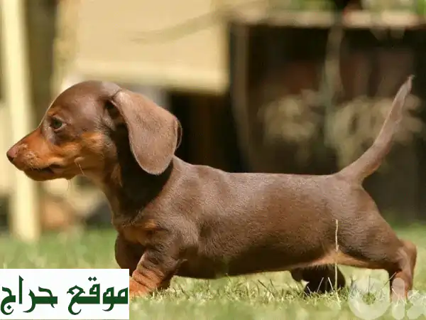 جرو داشهند شوكولاتة وتان مستورد: رفيق عائلتك...
