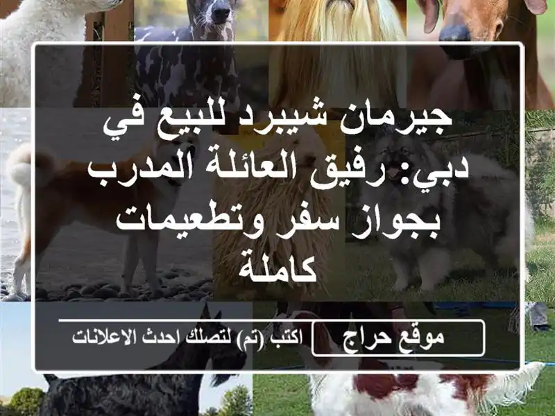 جيرمان شيبرد للبيع في دبي: رفيق العائلة المدرب...