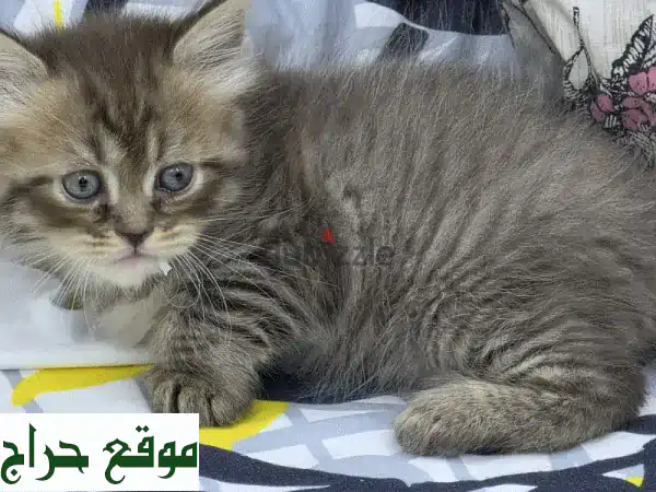 احجز الآن: قط شيرازي أصيل بني فاتح | لعوب، حنون،...