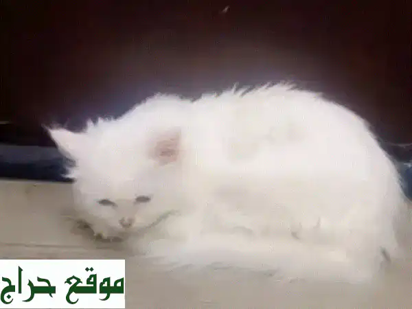 رفيقتك المنتظرة: قطة شيرازية بيضاء أنثى (5-6 أشهر)...