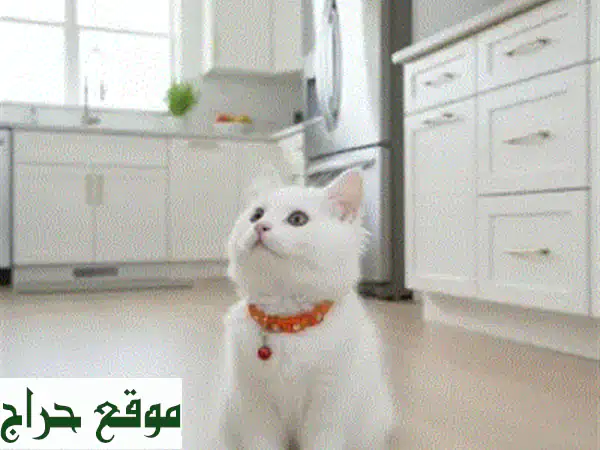 احجز الآن: قط شيرازي أصيل بني فاتح | لعوب، حنون، وآمن للأطفال!