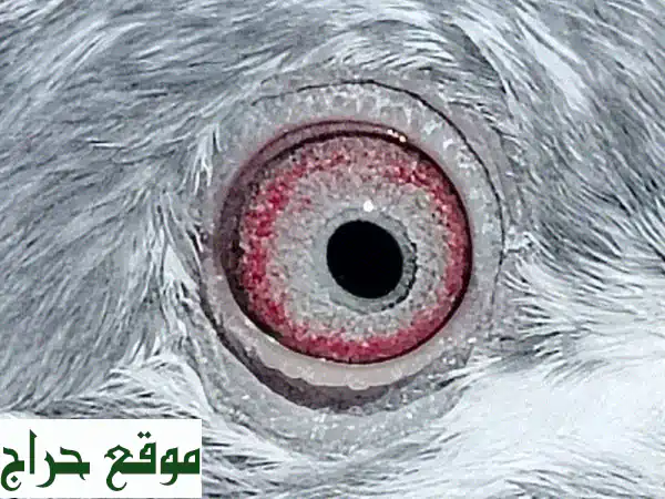 فرصة لا تعوض: 3 إناث حمام باكستاني أصيل (كمنقر ومام...