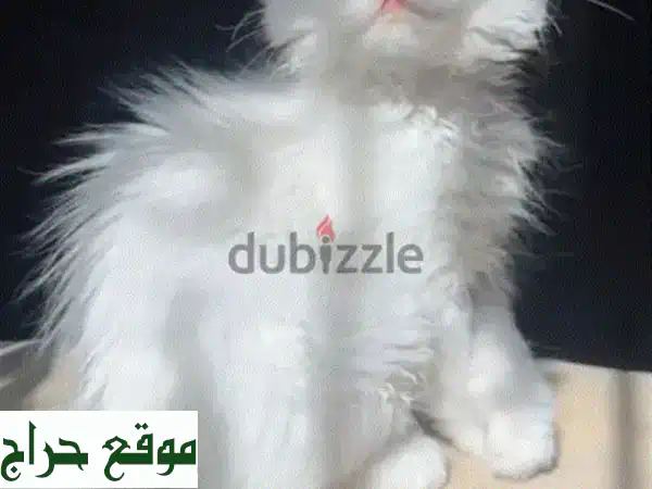 رفيقتك المنتظرة: قطة شيرازية بيضاء أنثى (5-6 أشهر) - هادئة، مدربة، وجاهزة لمنزلك!