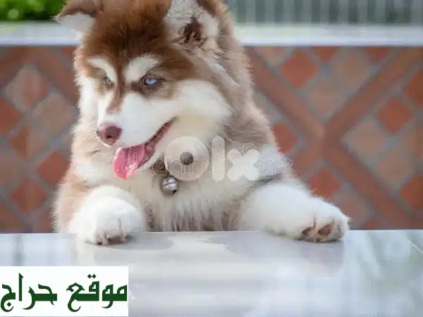 جراء سيبيريا هاسكي أحمر بيور وفريدة للبيع في لبنان...