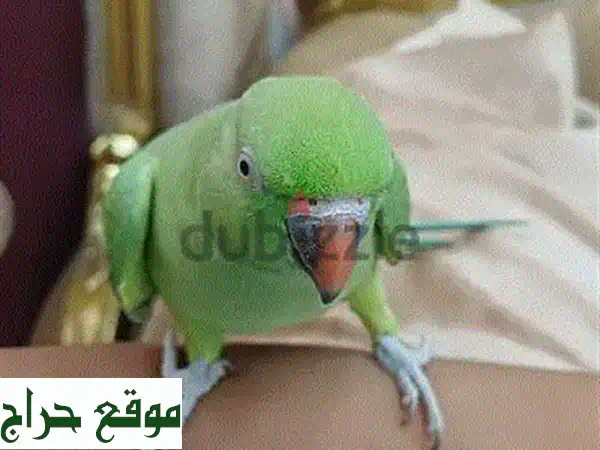 فرصة نادرة: 30 ببغاء متوه أليف يركب على اليد - رفيقك المثالي ينتظرك!