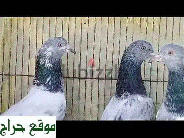 فرصة لا تعوض: 3 إناث حمام باكستاني أصيل (كمنقر ومام دين) بـ 5 ريالات فقط!