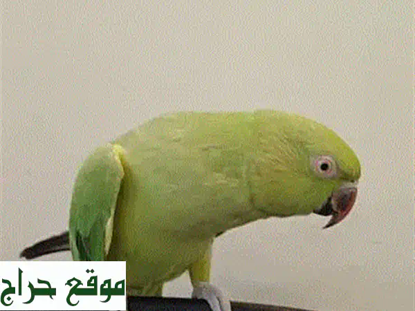 فرصة نادرة: 30 ببغاء متوه أليف يركب على اليد -...