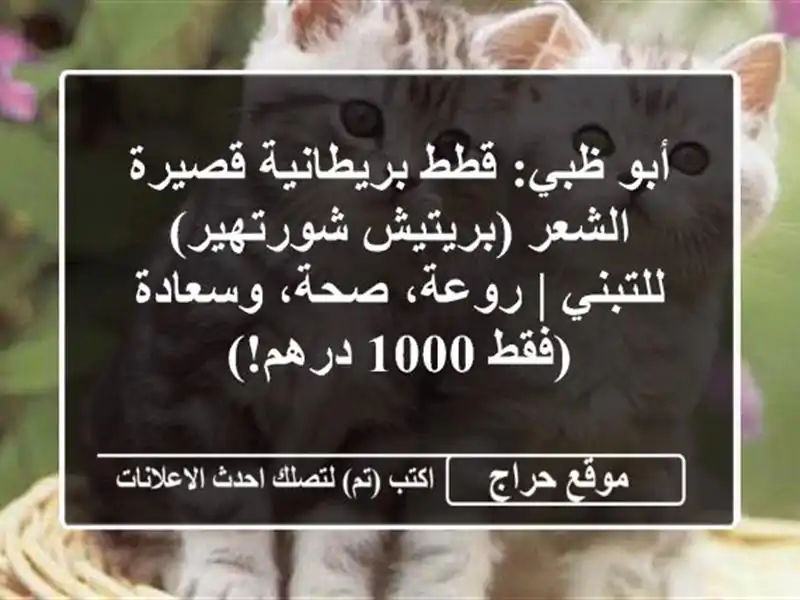 أبو ظبي: قطط بريطانية قصيرة الشعر (بريتيش...