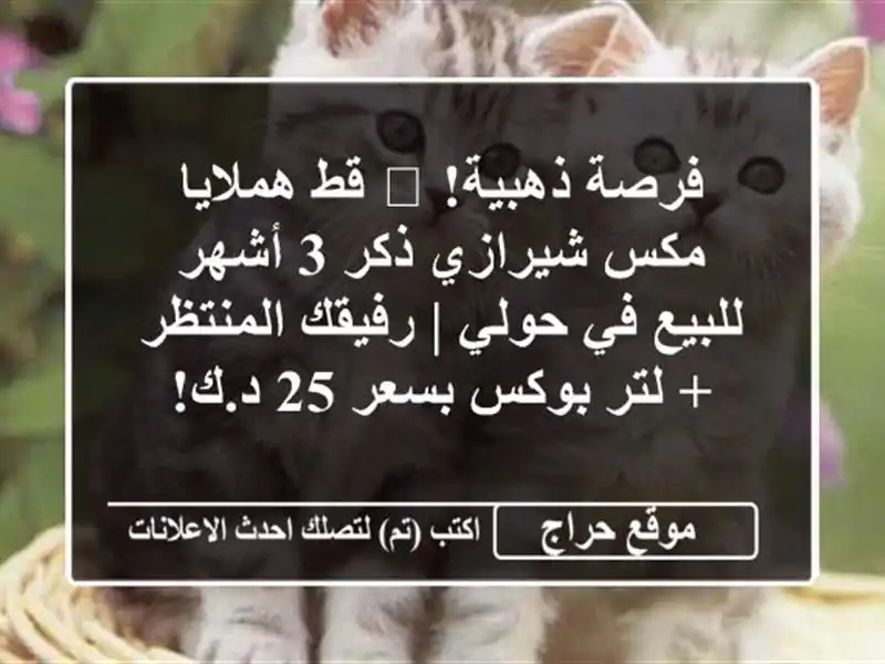 فرصة ذهبية! 😻 قط هملايا مكس شيرازي ذكر 3 أشهر للبيع...