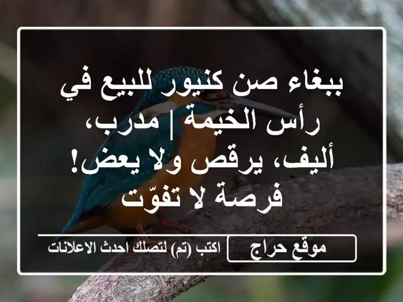 ببغاء صن كنيور للبيع في رأس الخيمة | مدرب، أليف،...