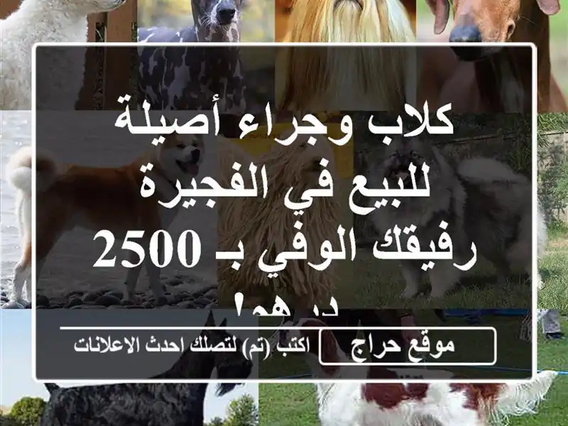 كلاب وجراء أصيلة للبيع في الفجيرة - رفيقك الوفي بـ...