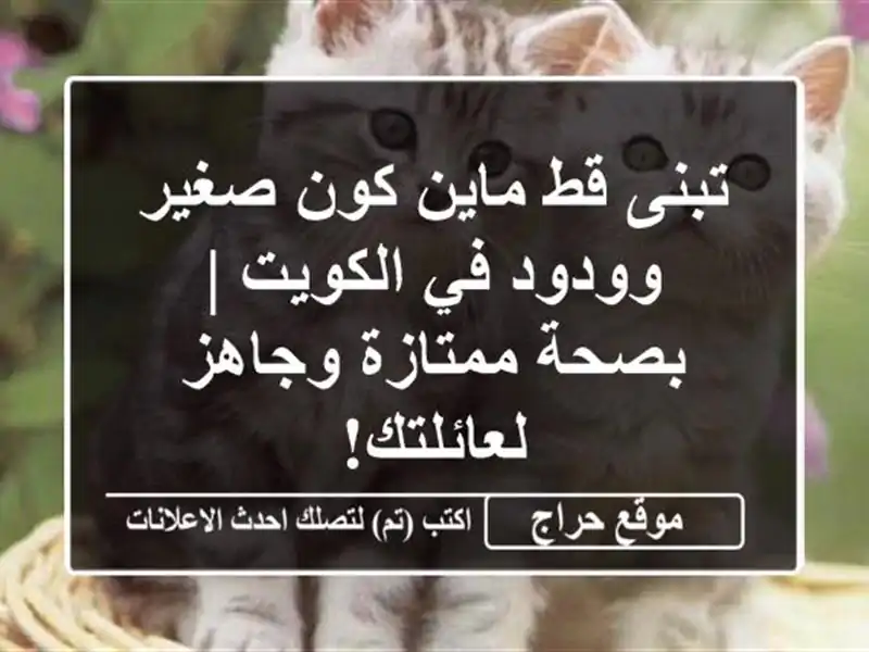 تبنى قط ماين كون صغير وودود في الكويت | بصحة...