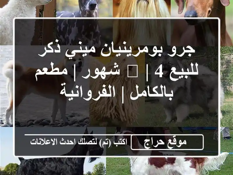 جرو بومرينيان ميني ذكر للبيع 🐾 | 4 شهور | مطعم بالكامل...