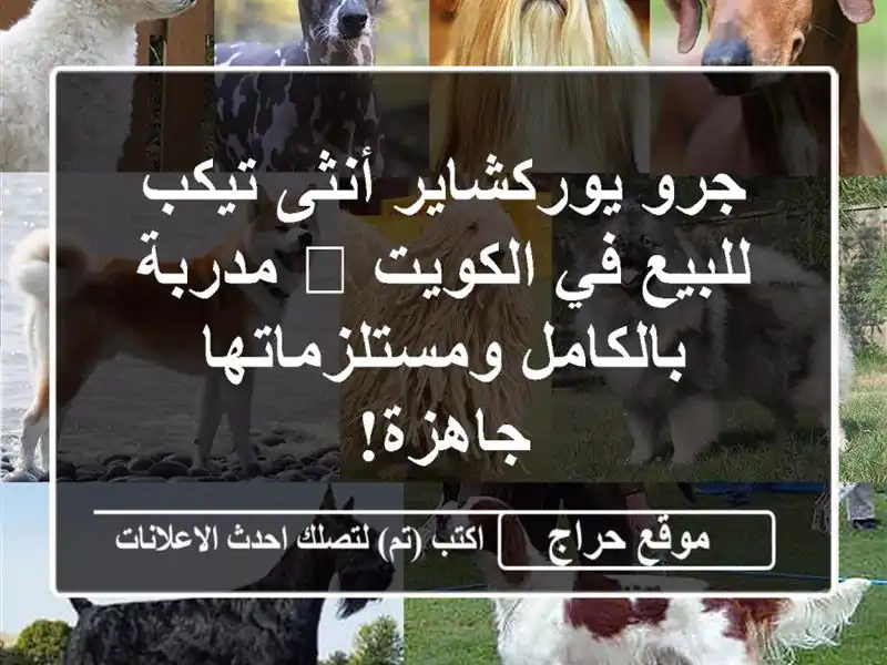 جرو يوركشاير أنثى تيكب للبيع في الكويت 🐾...