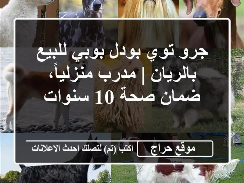 جرو توي بودل بوبي للبيع بالريان | مدرب منزلياً،...