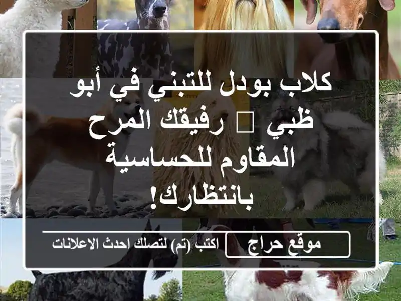 كلاب بودل للتبني في أبو ظبي 🐾 رفيقك المرح...