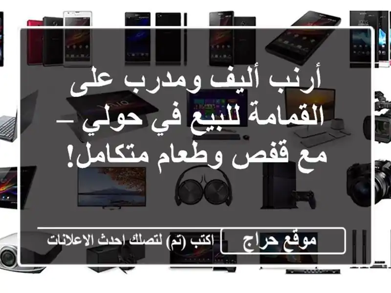 أرنب أليف ومدرب على القمامة للبيع في حولي – مع...
