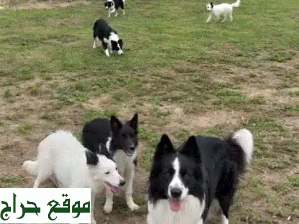 بوردر كولي أوروبي مستورد | ذكاء، جمال، ولاء | رفيقك المثالي بانتظارك!
