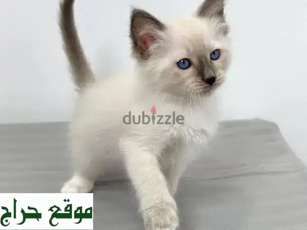 قطط بالينيز للبيع 😻 رفاق أليفة رائعة بانتظارك! +97450821836