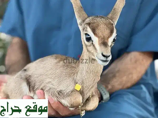 غزلان الريم الأصيلة للبيع: جمال آسر، صحة ممتازة،...