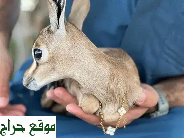 غزلان الريم الأصيلة للبيع: جمال آسر، صحة ممتازة، سعر استثنائي!