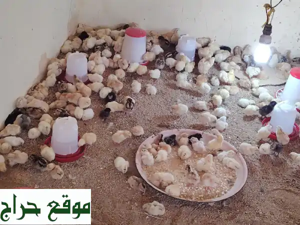 فرصة ذهبية! صوص دجاج بلدي للبيع في مكة (الراشدية)...