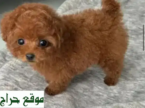 جرو توي بودل للبيع 🐾: كلاب بودل صغيرة ومحبوبة...