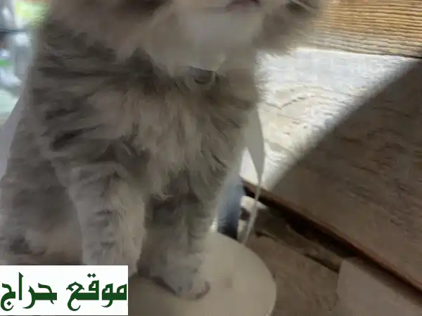 فرصة ذهبية: قط بريتيش لونج هير للبيع! 🐾 مدرب،...