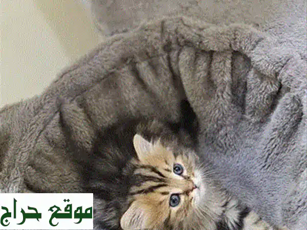 قطة سكوتش ستريت أنثى للبيع | صحة ممتازة ومدربة | رفيقة أحلامك