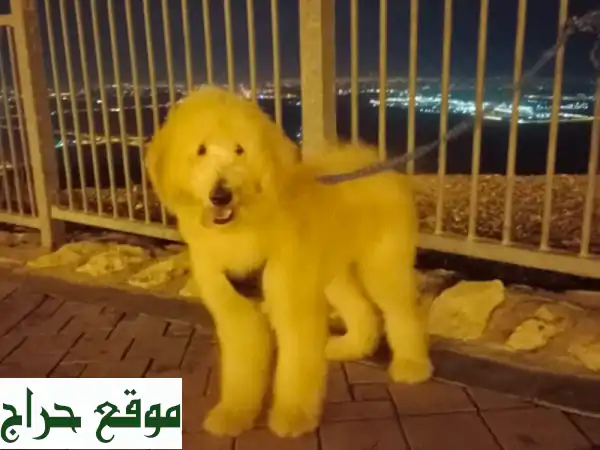 فرصة لا تعوض في أبوظبي: تبنى كلباً هادئاً...