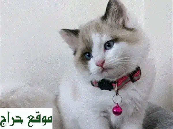 فرصة ذهبية: قط بريتيش لونج هير للبيع! 🐾 مدرب، مرح، ويعشق السباحة!