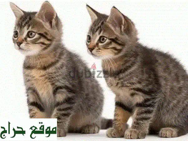 قطط بالينيز للبيع 😻 رفاق أليفة رائعة بانتظارك! +97450821836