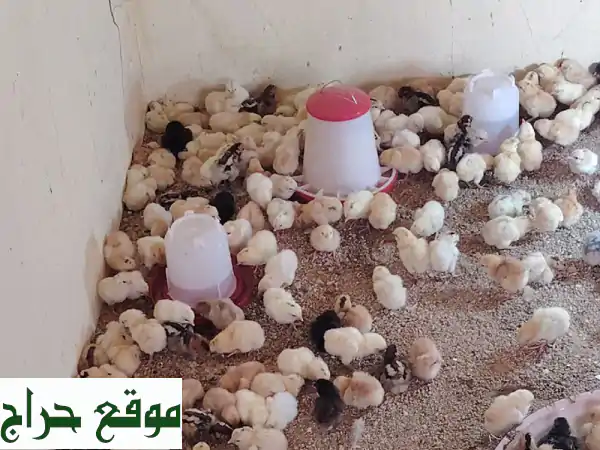 فرصة ذهبية! صوص دجاج بلدي للبيع في مكة (الراشدية) | كتاكيت صحة ممتازة بسعر 3 ريال فقط