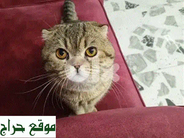فرصة ذهبية: قطة بريطانية أصيلة رمادية (7 أشهر) مع كامل أغراضها - 70$ فقط!