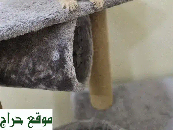 قطة سكوتش ستريت أنثى للبيع | صحة ممتازة ومدربة |...